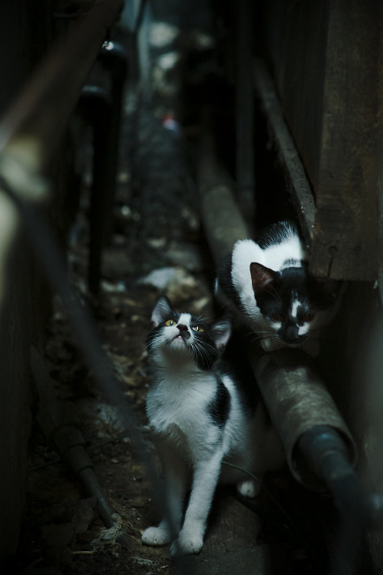 中国女篮体能提升显著 整体强度增强，体育中国女篮