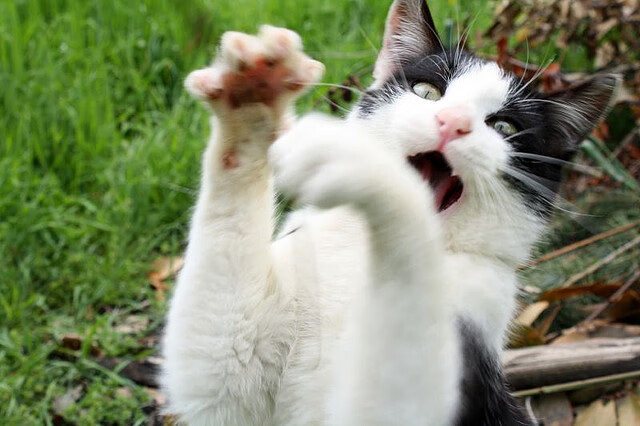 国际热身赛中国队夺冠 技术执行获得肯定，中国队热身赛成绩