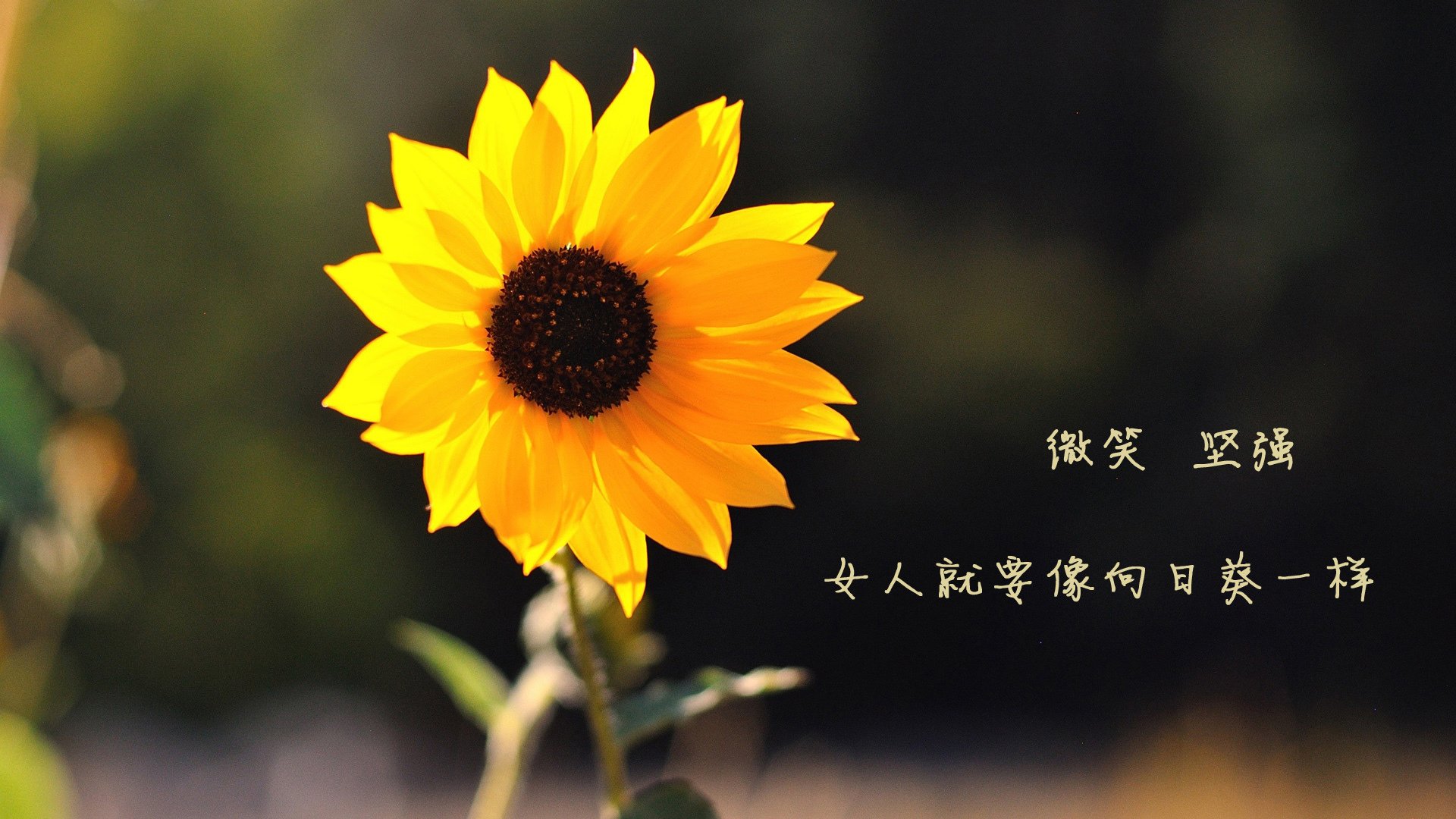 乐鱼体育app官网下载-世界杯志在必得：明星球员的关键表现，世界杯明星球员排名